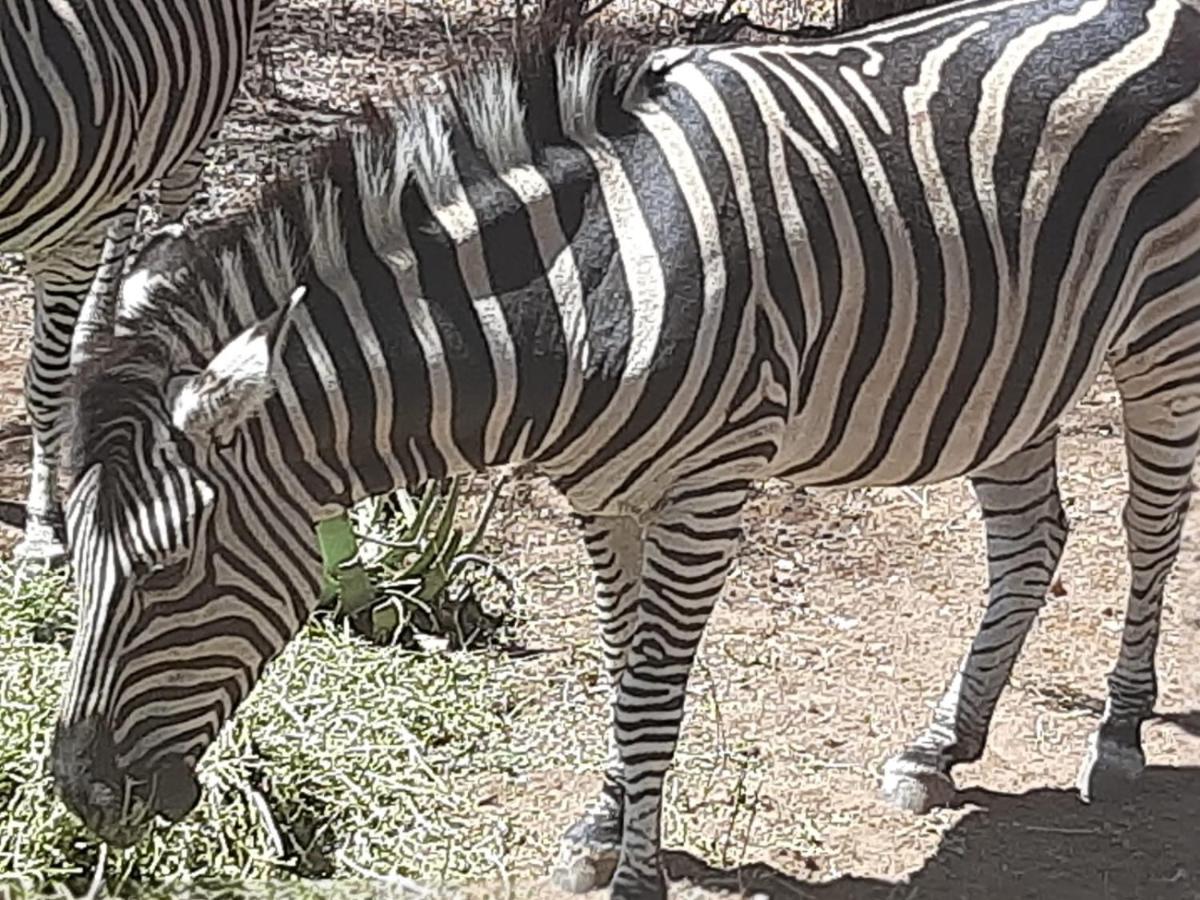 African Bush Escape Marloth Park Esterno foto