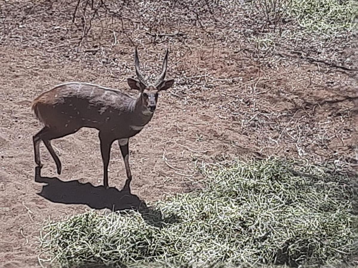 African Bush Escape Marloth Park Esterno foto