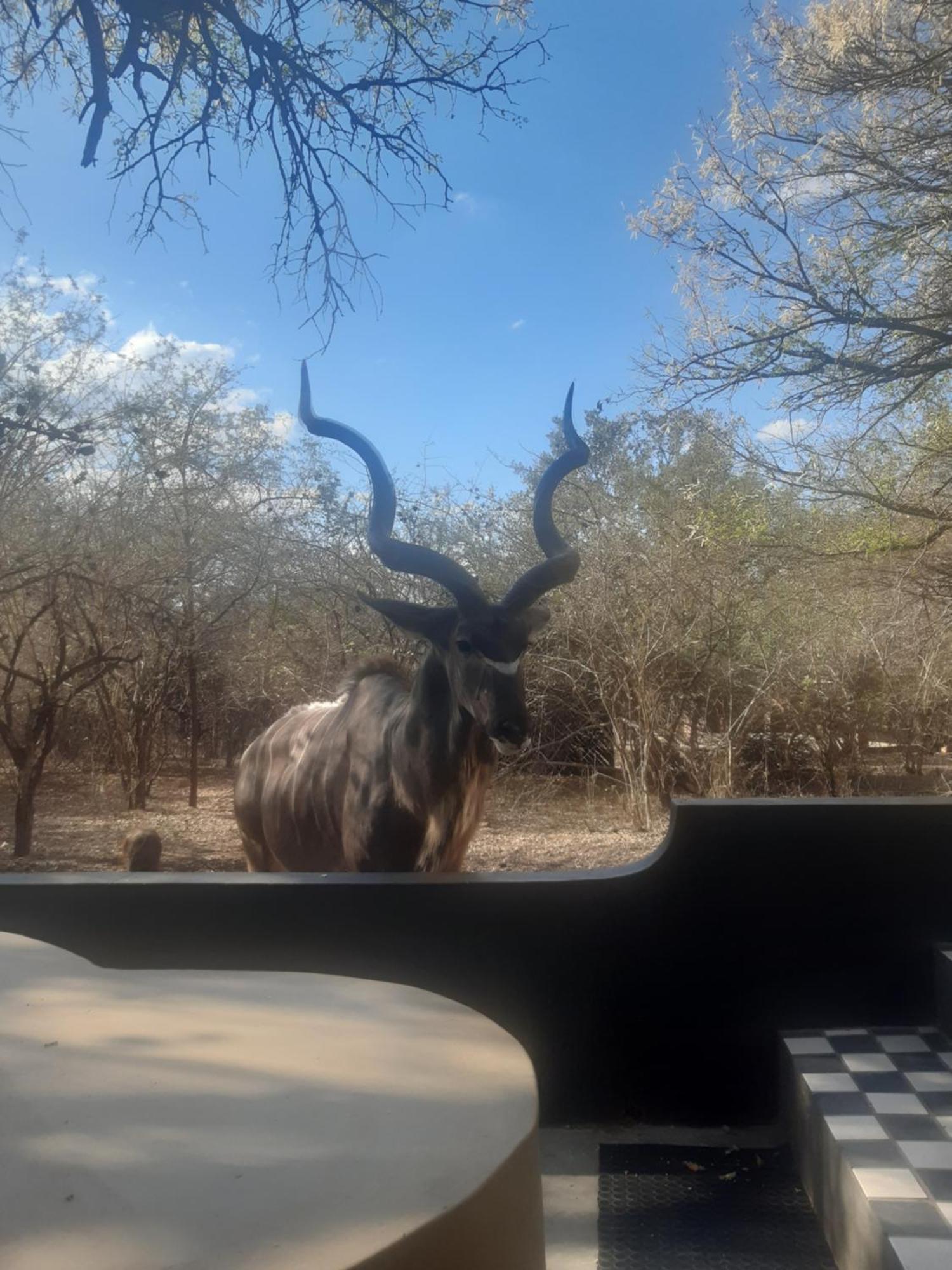 African Bush Escape Marloth Park Esterno foto
