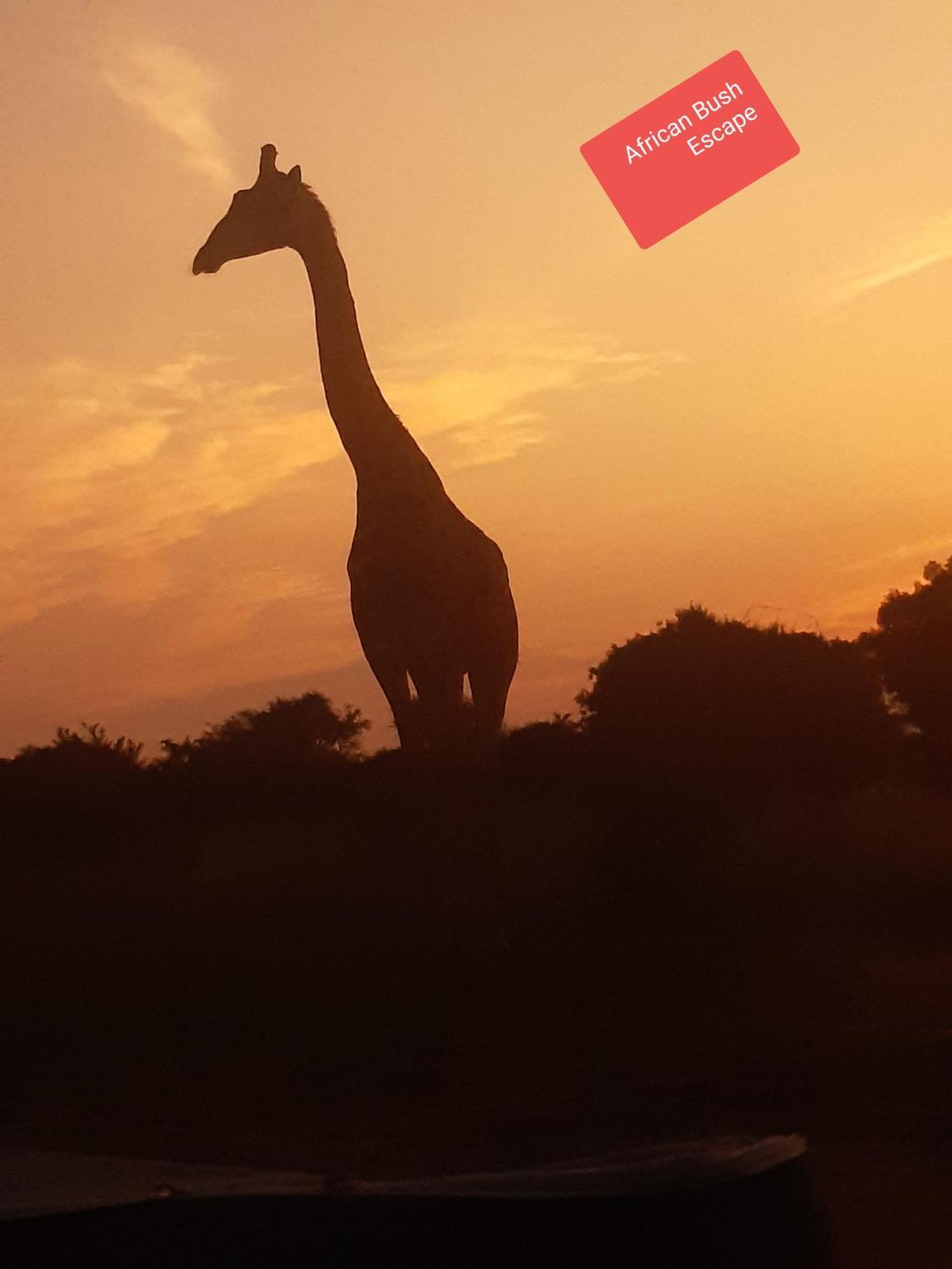 African Bush Escape Marloth Park Esterno foto