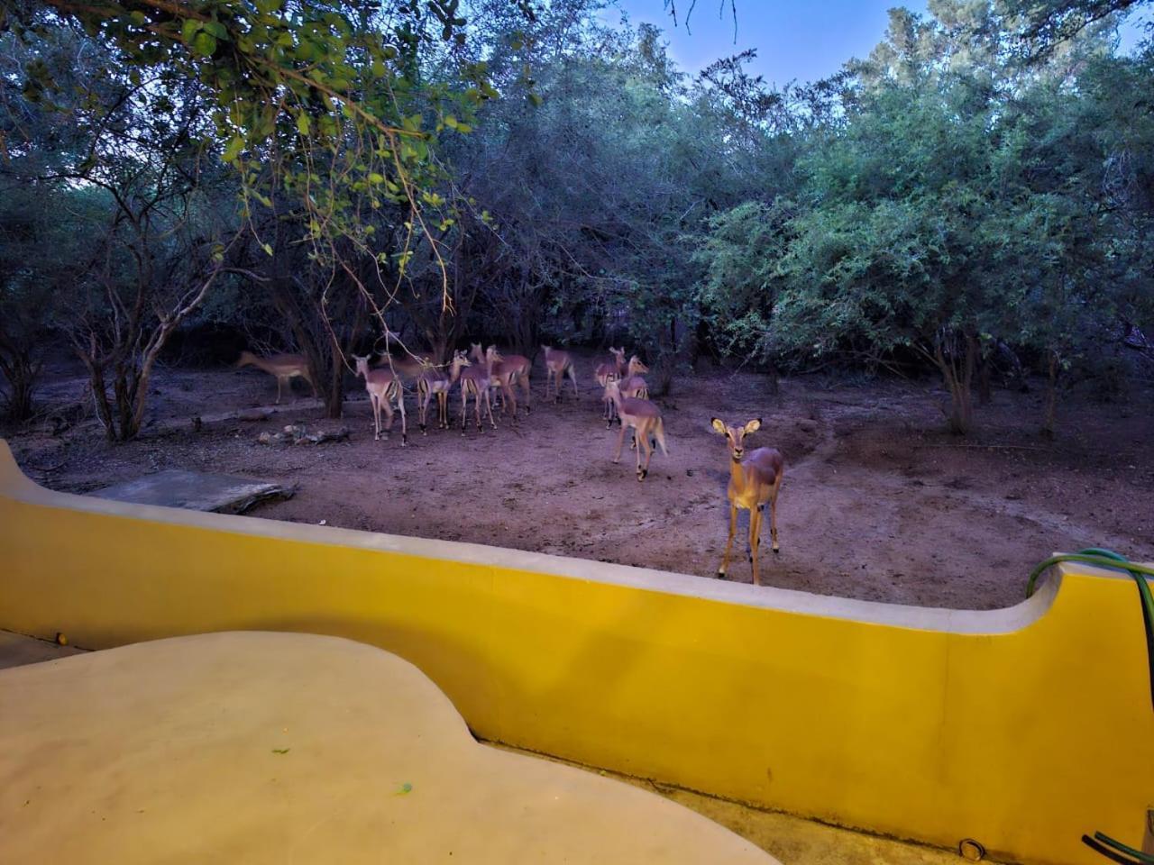 African Bush Escape Marloth Park Esterno foto