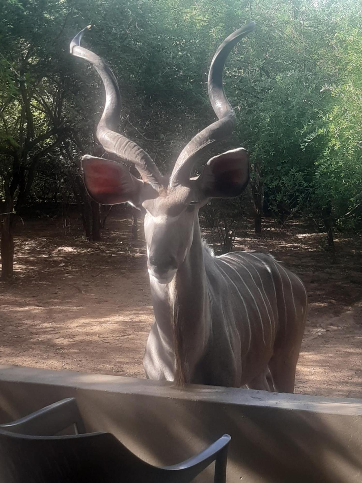 African Bush Escape Marloth Park Esterno foto