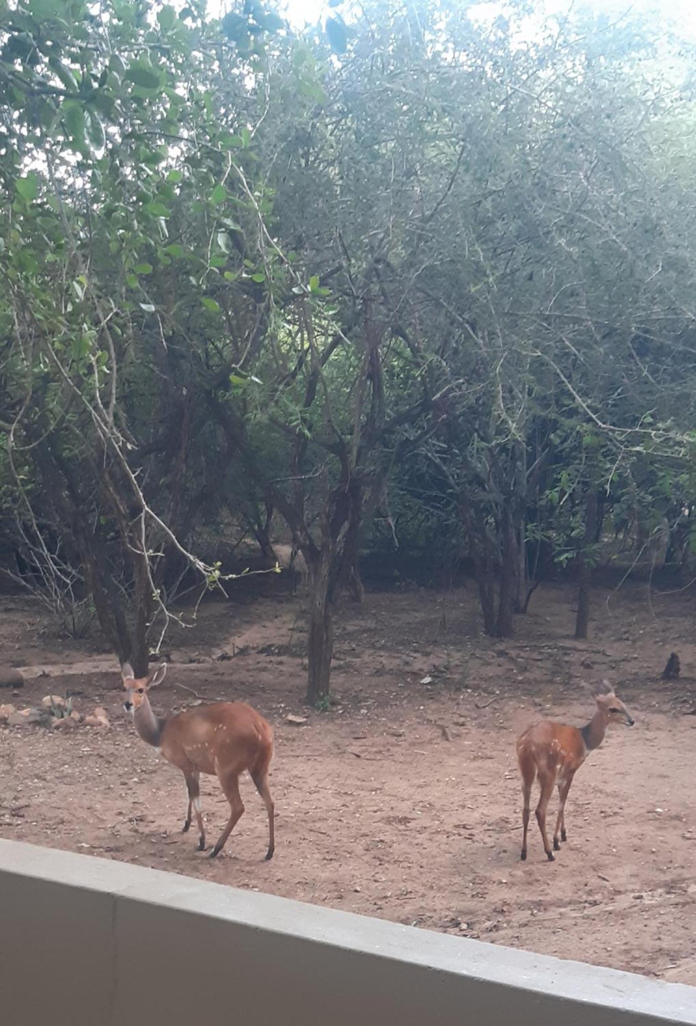 African Bush Escape Marloth Park Esterno foto