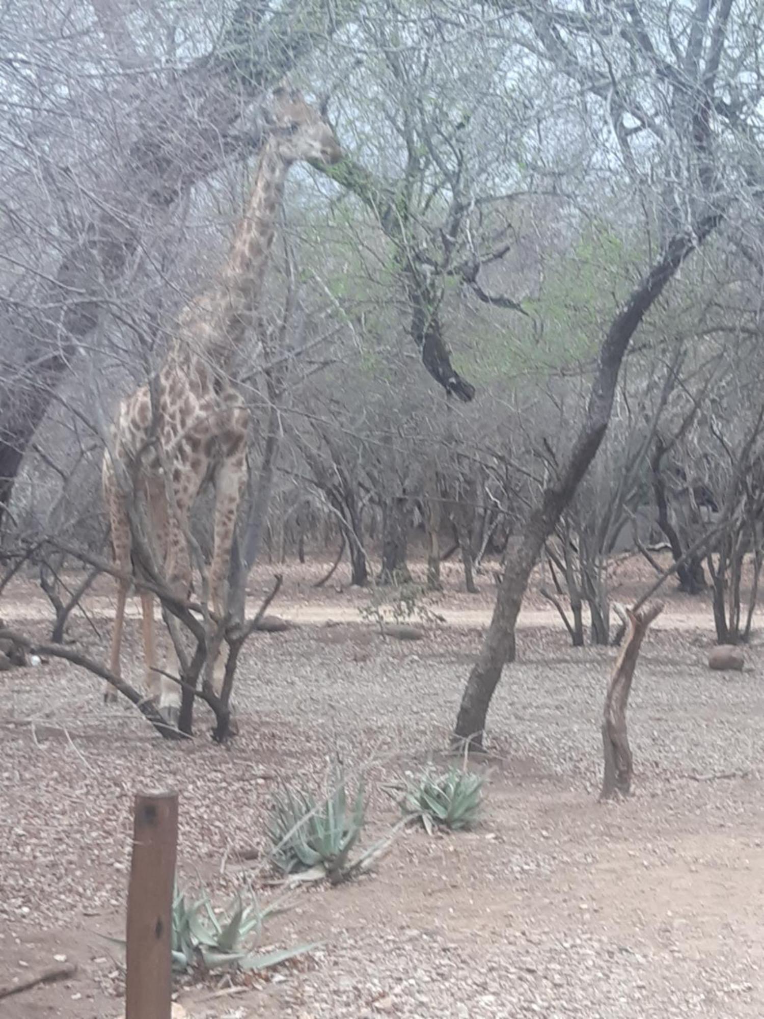 African Bush Escape Marloth Park Esterno foto